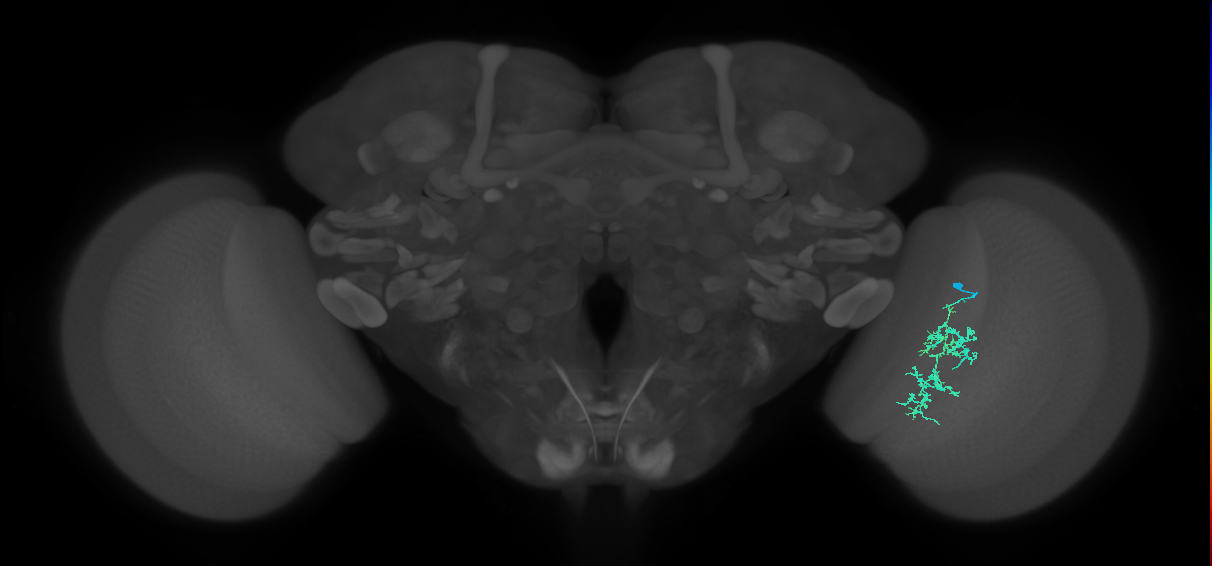 Cm7_R (JRC_OpticLobe:78677)