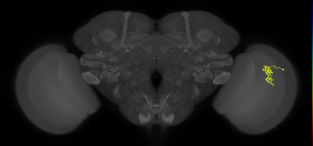 Cm7_R (JRC_OpticLobe:72675)
