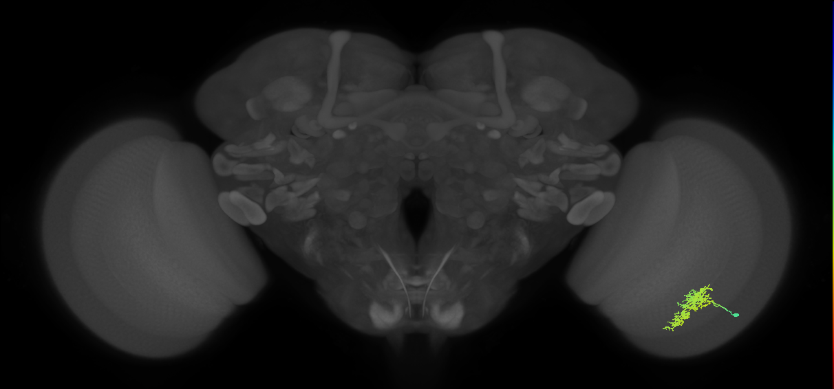 Cm7_R (JRC_OpticLobe:62605)