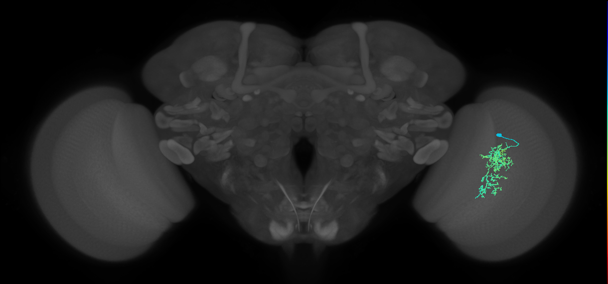 Cm7_R (JRC_OpticLobe:58927)