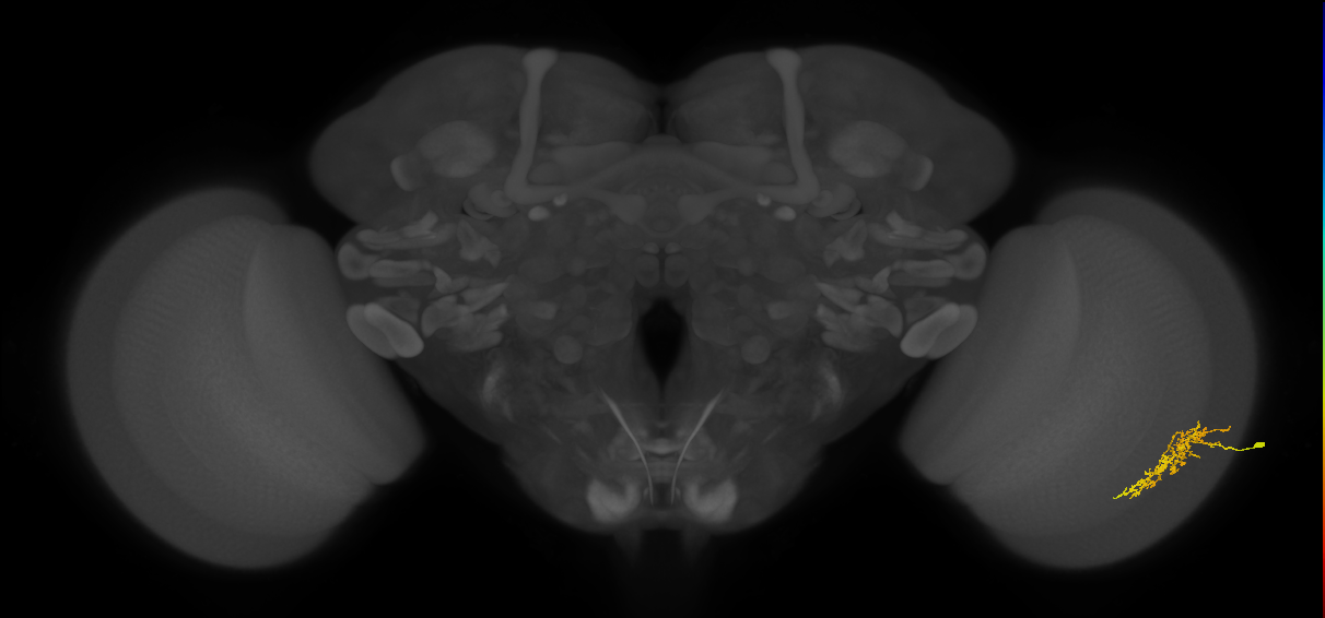 Cm7_R (JRC_OpticLobe:67013)