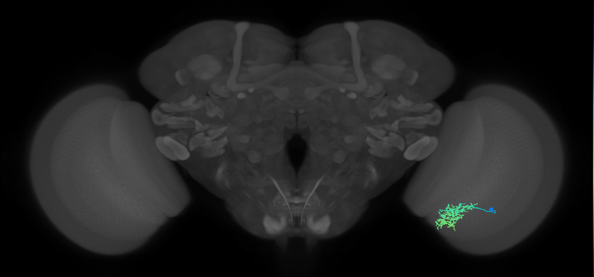 Cm7_R (JRC_OpticLobe:66390)