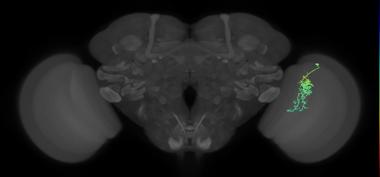 Cm7_R (JRC_OpticLobe:67012)