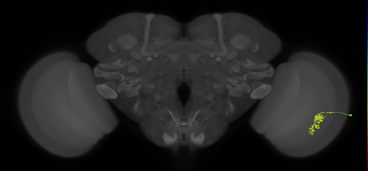 Cm7_R (JRC_OpticLobe:65824)
