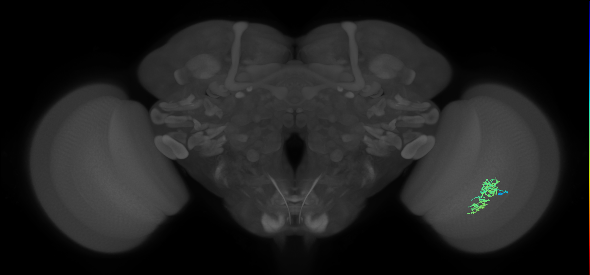 Cm7_R (JRC_OpticLobe:77549)