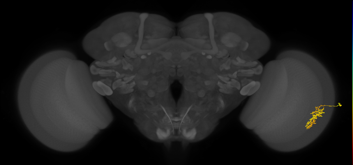 Cm7_R (JRC_OpticLobe:56649)