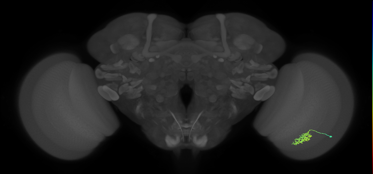 Cm7_R (JRC_OpticLobe:71027)