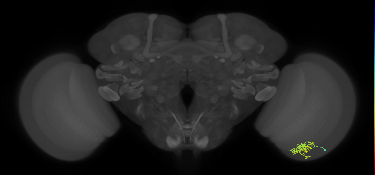 Cm7_R (JRC_OpticLobe:67638)