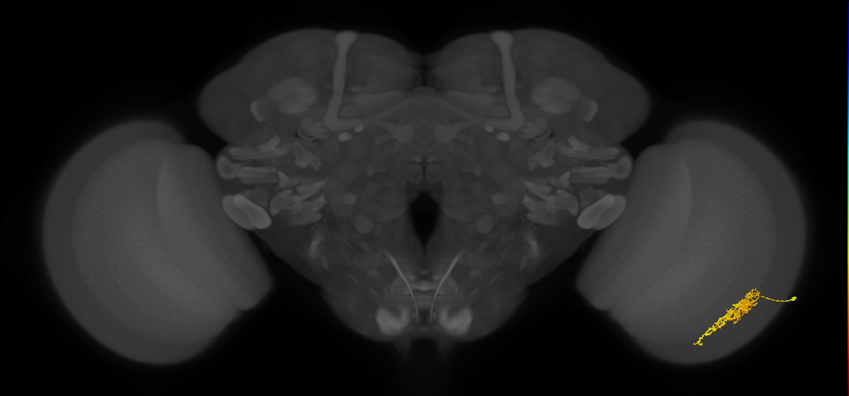 Cm7_R (JRC_OpticLobe:57862)