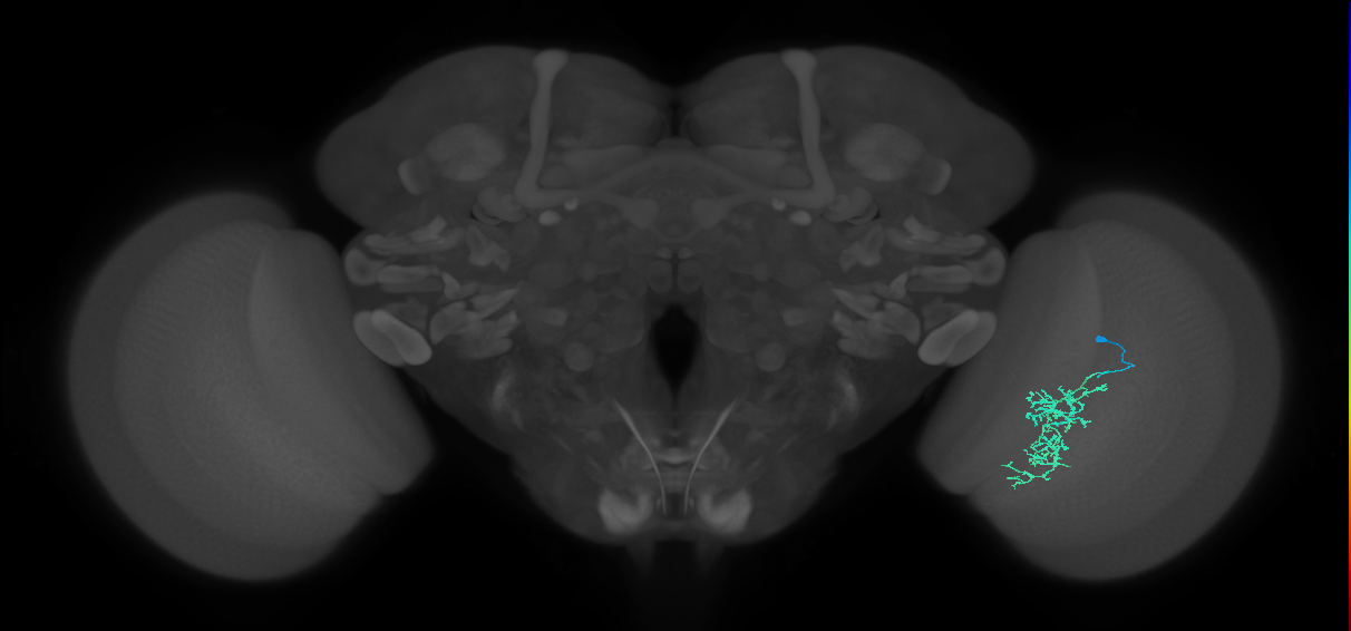 Cm7_R (JRC_OpticLobe:76243)