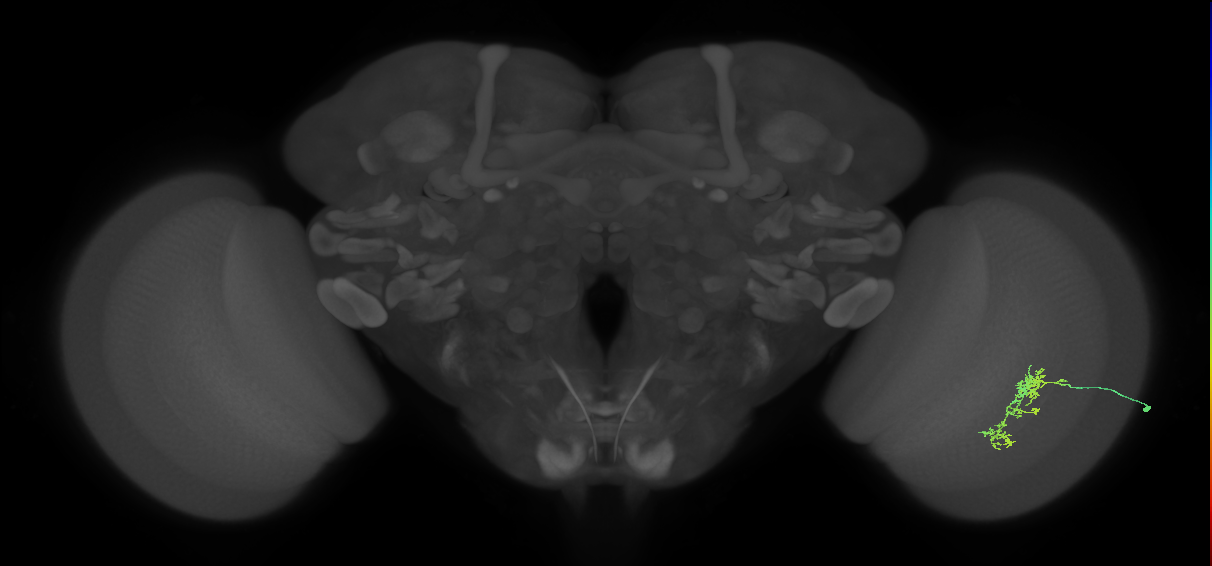 Cm7_R (JRC_OpticLobe:116586)