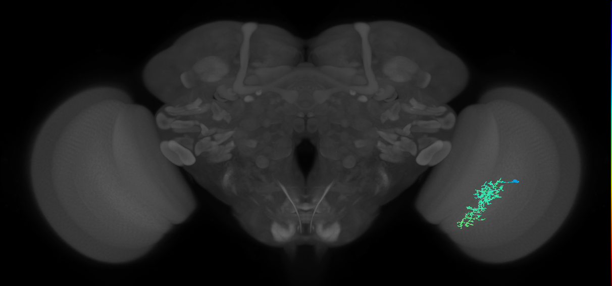 Cm7_R (JRC_OpticLobe:61195)