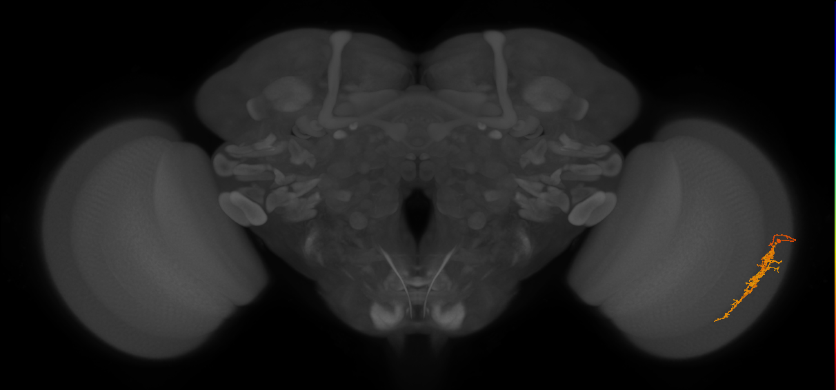 Cm7_R (JRC_OpticLobe:62552)
