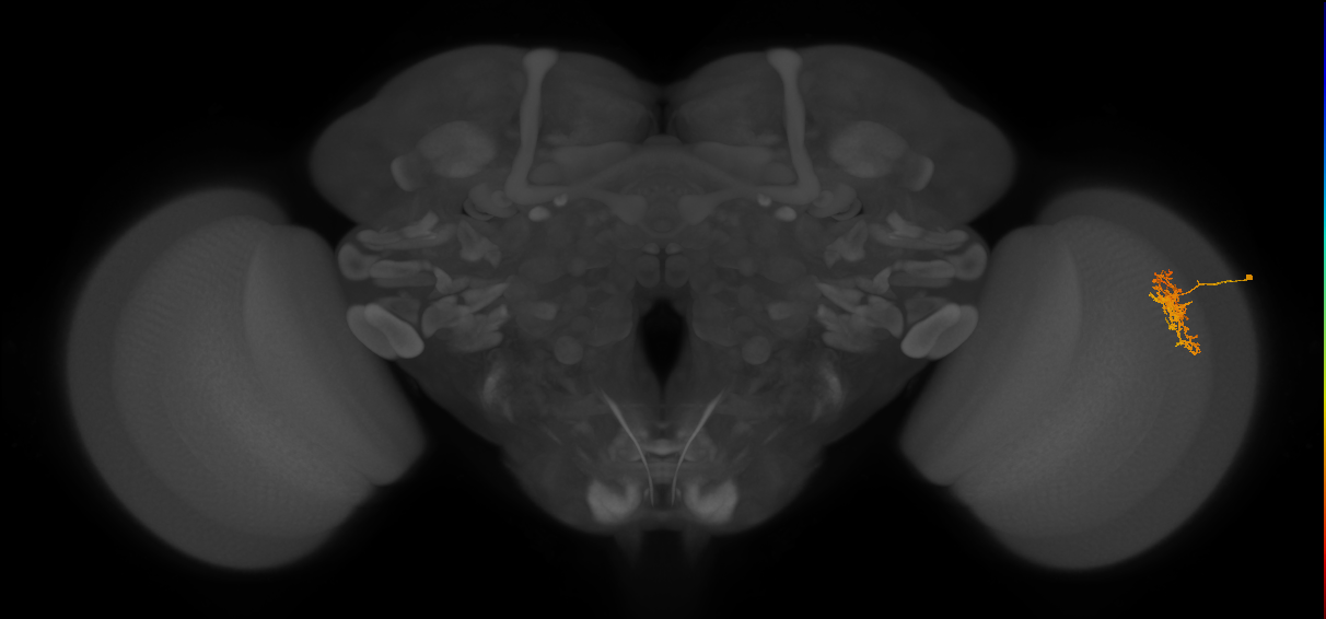 Cm7_R (JRC_OpticLobe:67209)