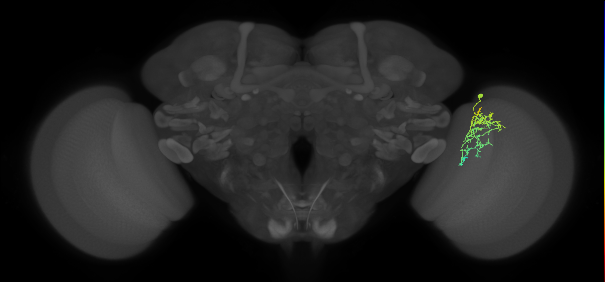 Cm7_R (JRC_OpticLobe:70371)