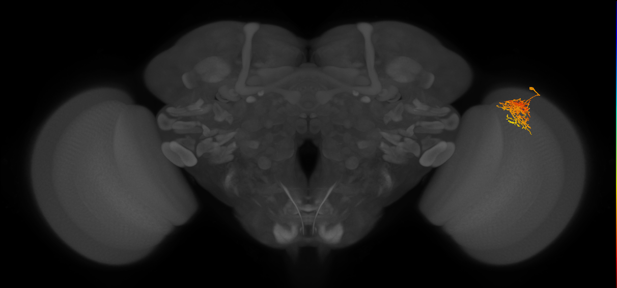 Cm7_R (JRC_OpticLobe:47711)