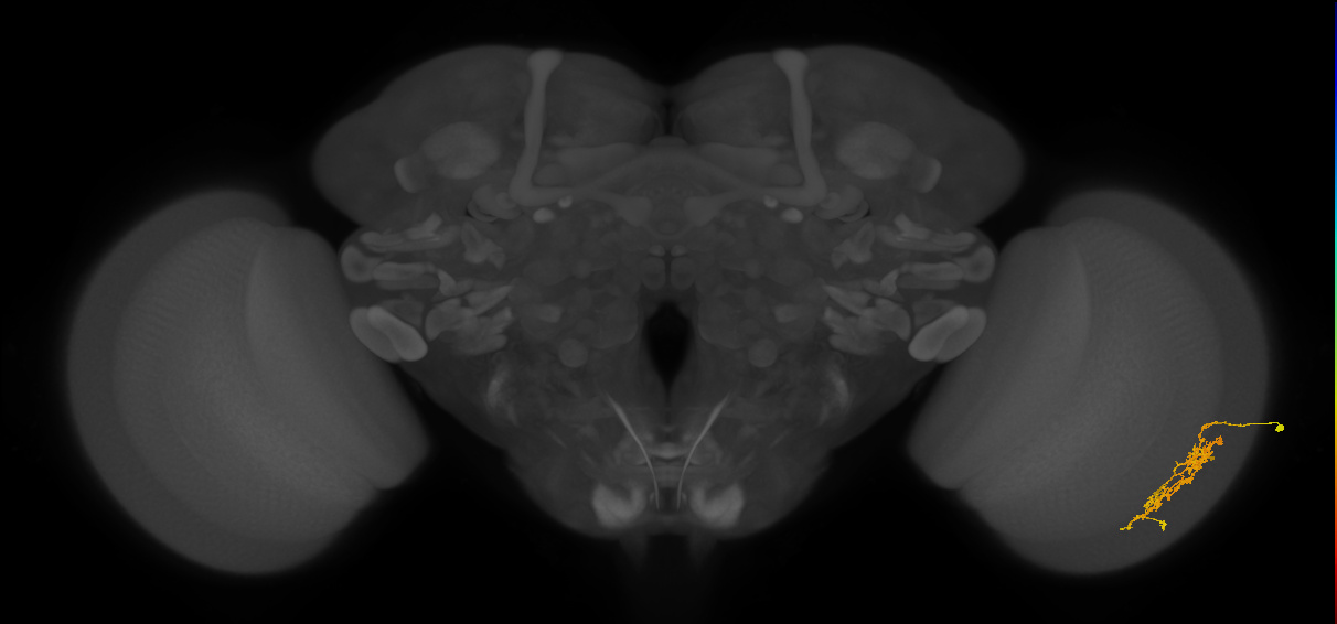Cm7_R (JRC_OpticLobe:88673)