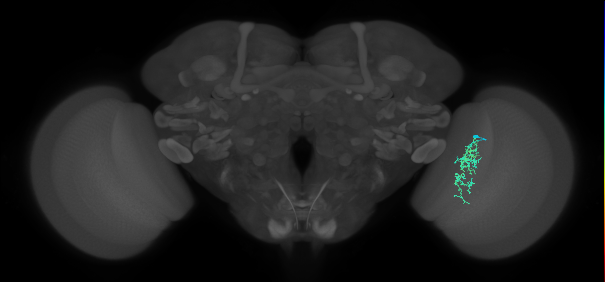 Cm7_R (JRC_OpticLobe:81893)