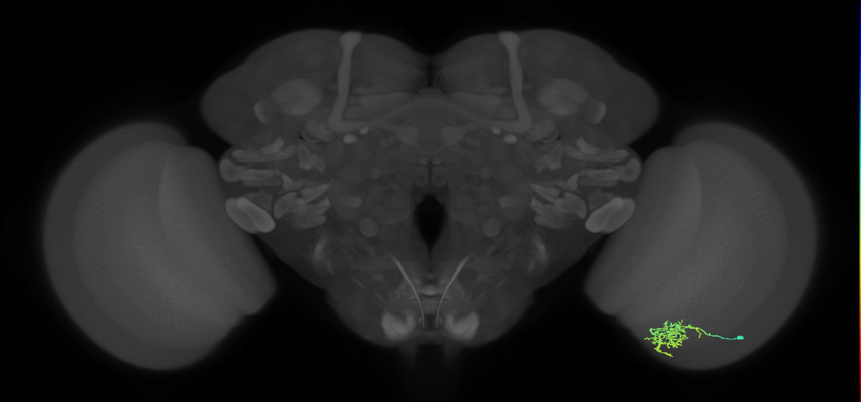 Cm7_R (JRC_OpticLobe:71605)