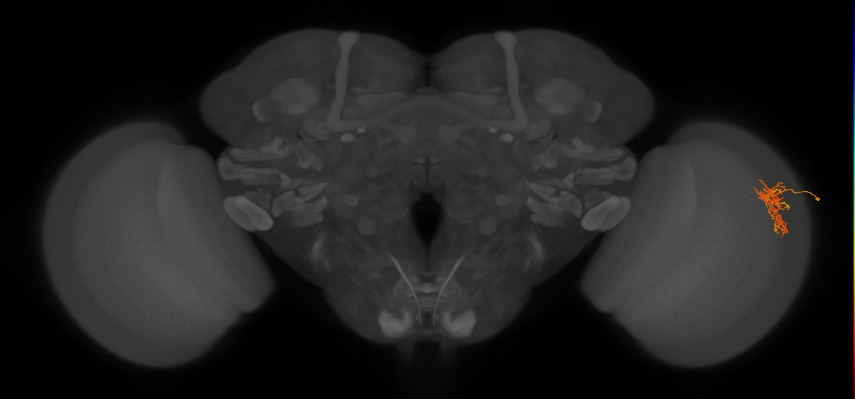 Cm7_R (JRC_OpticLobe:66923)