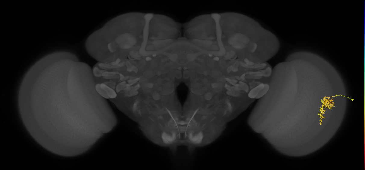 Cm7_R (JRC_OpticLobe:61175)