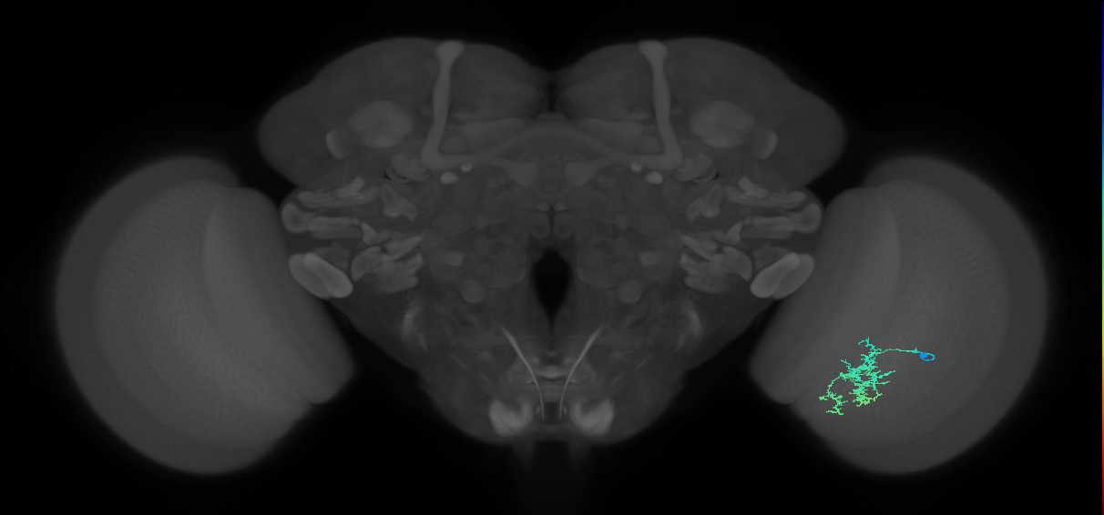 Cm7_R (JRC_OpticLobe:86920)