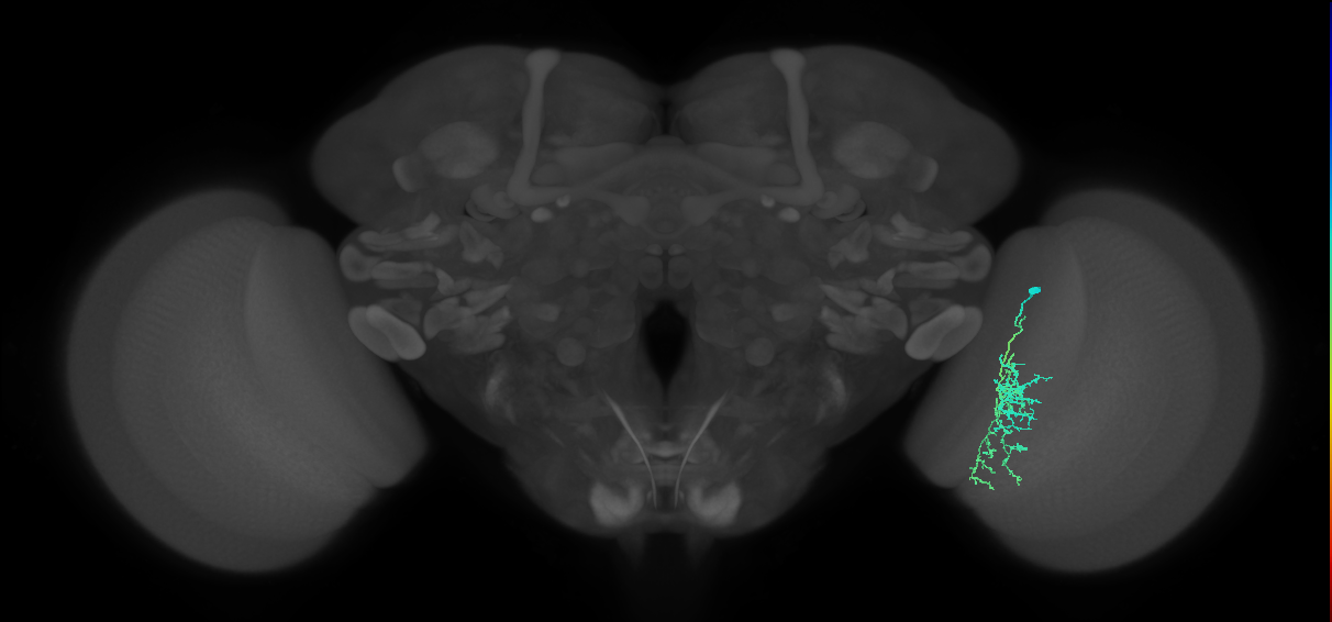 Cm7_R (JRC_OpticLobe:73263)