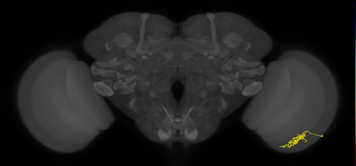 Cm7_R (JRC_OpticLobe:68317)
