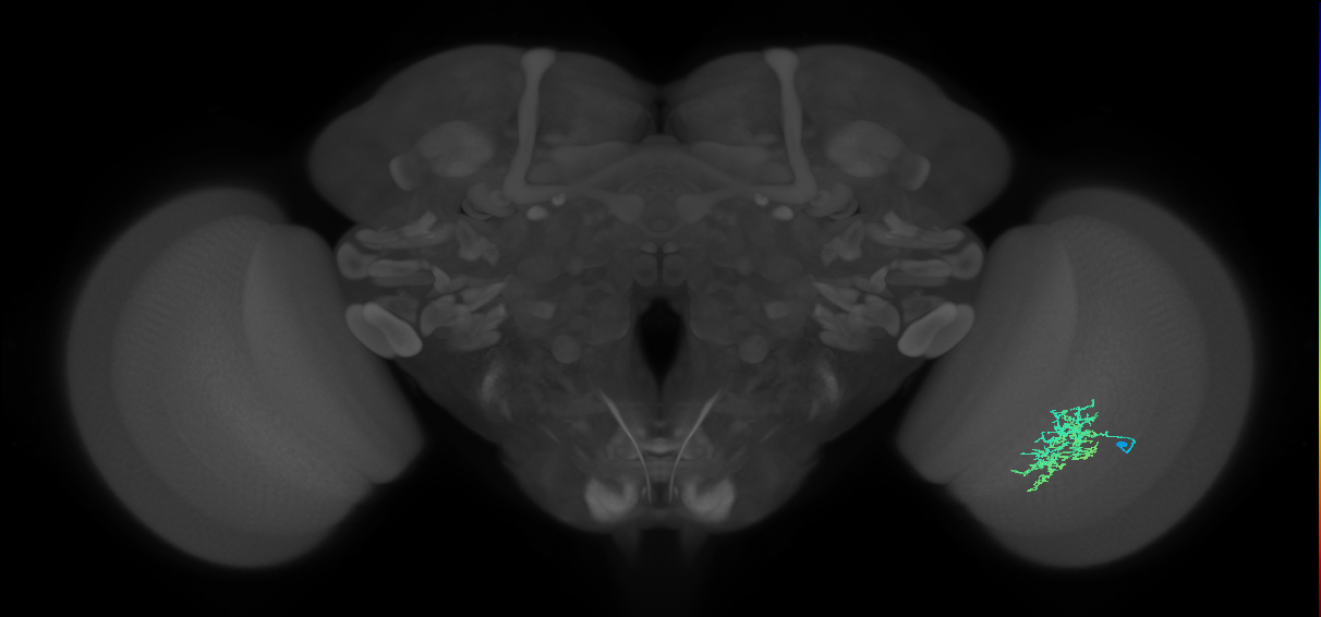 Cm7_R (JRC_OpticLobe:55574)