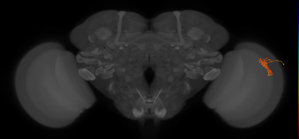 Cm7_R (JRC_OpticLobe:73138)