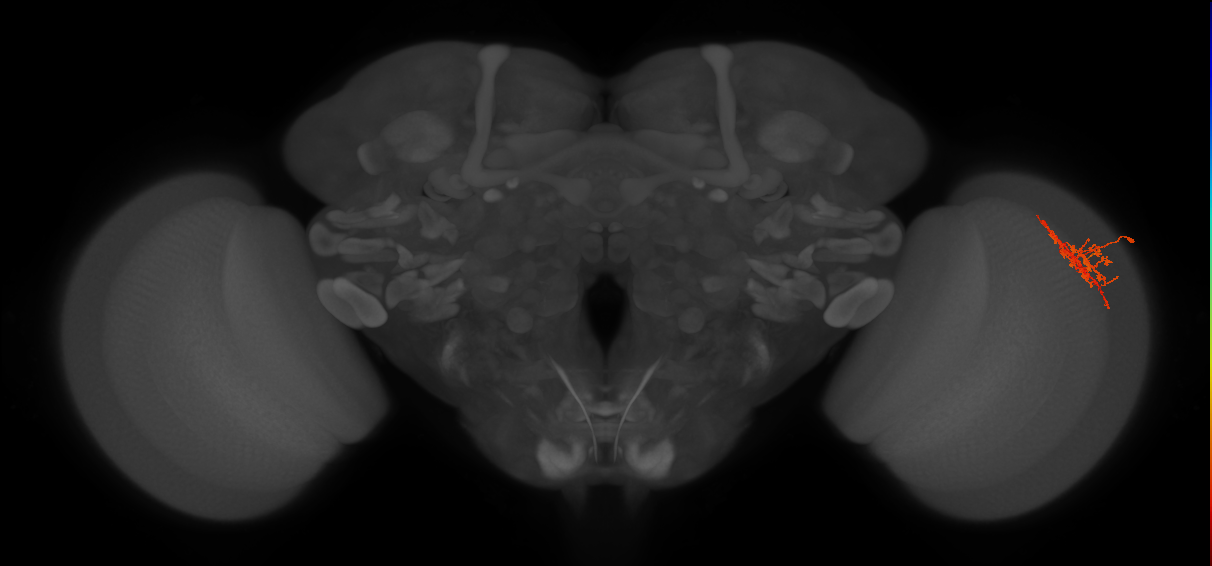 Cm7_R (JRC_OpticLobe:59756)