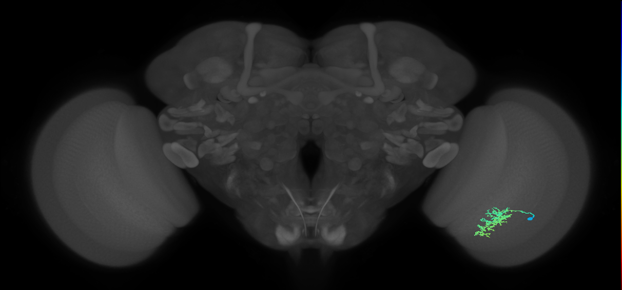 Cm7_R (JRC_OpticLobe:64932)