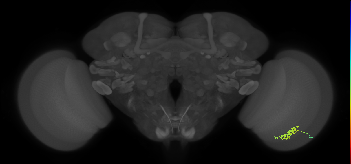 Cm7_R (JRC_OpticLobe:64478)