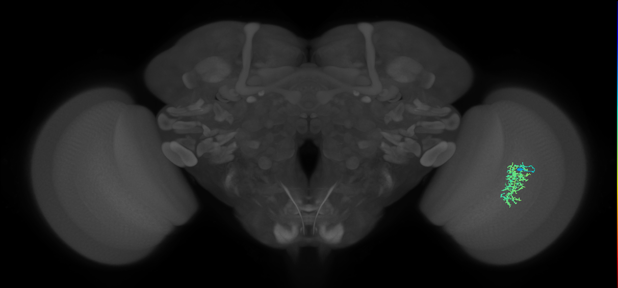 Cm7_R (JRC_OpticLobe:68368)