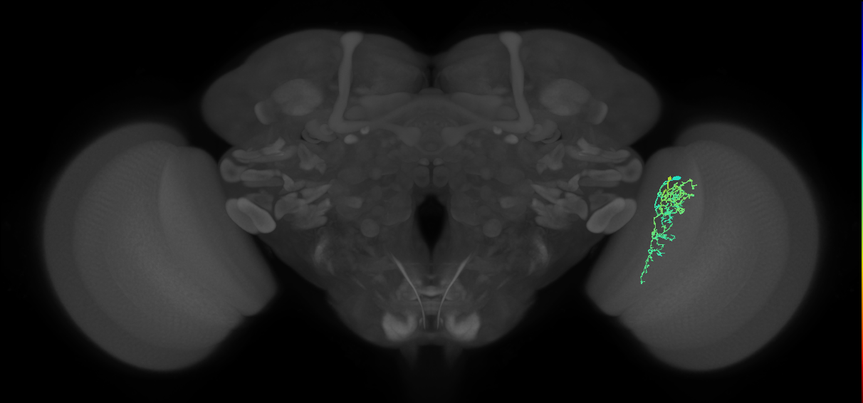Cm7_R (JRC_OpticLobe:71529)