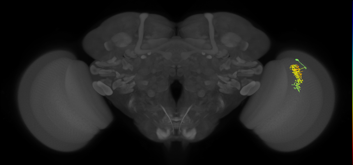 Cm7_R (JRC_OpticLobe:61828)
