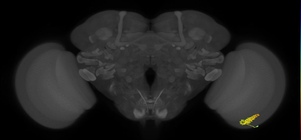 Cm7_R (JRC_OpticLobe:61762)