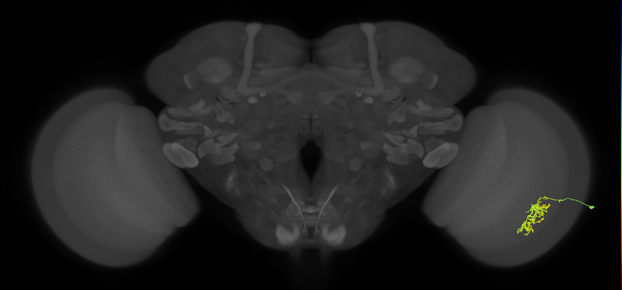 Cm7_R (JRC_OpticLobe:61523)