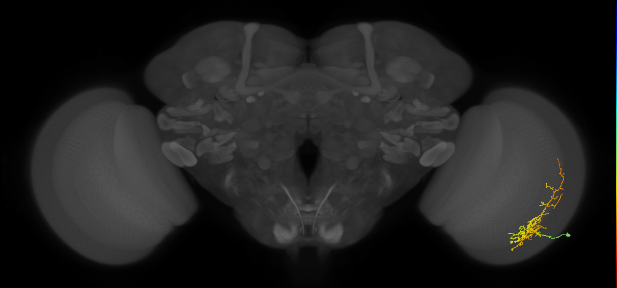 Cm8_R (JRC_OpticLobe:40186)