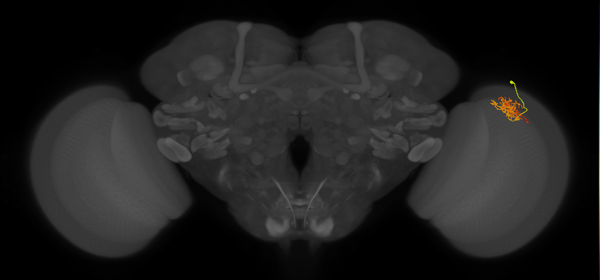 Cm8_R (JRC_OpticLobe:64914)