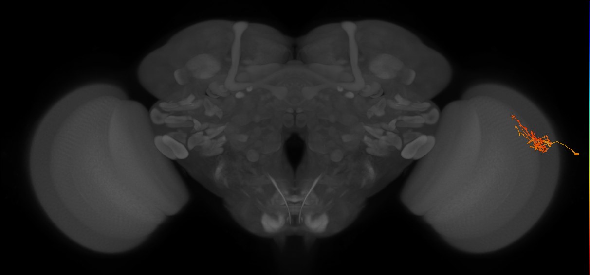 Cm8_R (JRC_OpticLobe:67820)