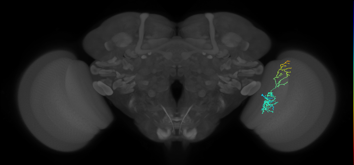 Cm8_R (JRC_OpticLobe:65377)