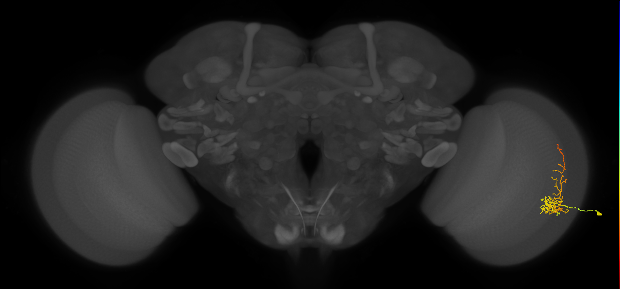 Cm8_R (JRC_OpticLobe:52978)