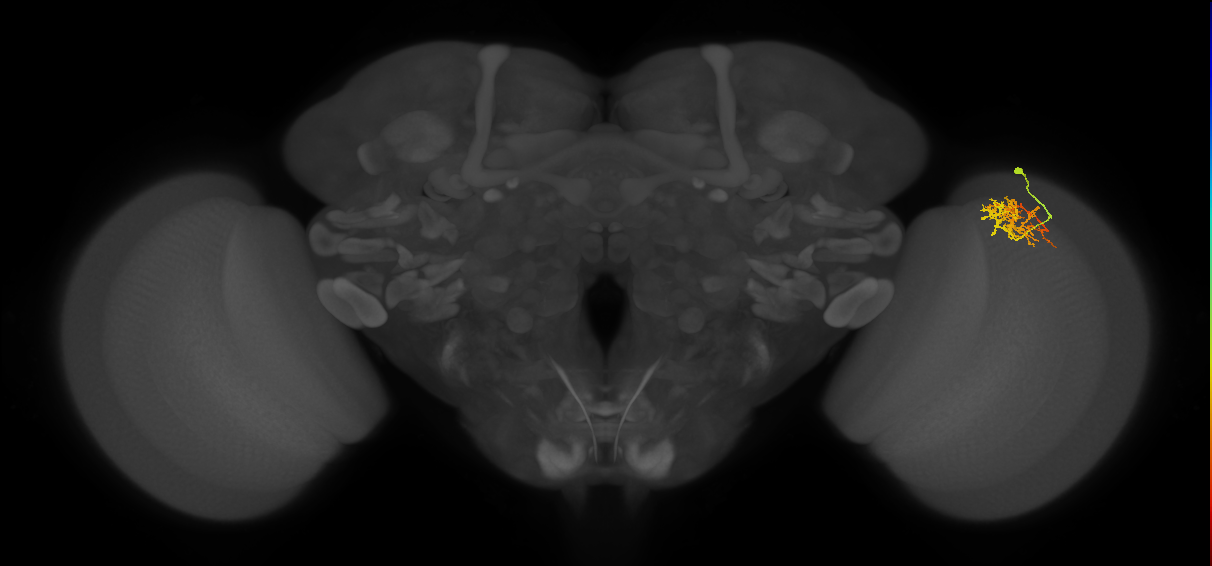 Cm8_R (JRC_OpticLobe:55889)
