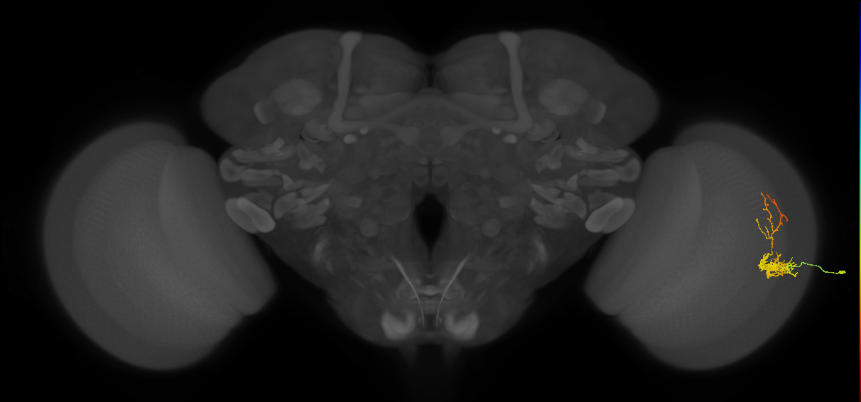 Cm8_R (JRC_OpticLobe:48844)