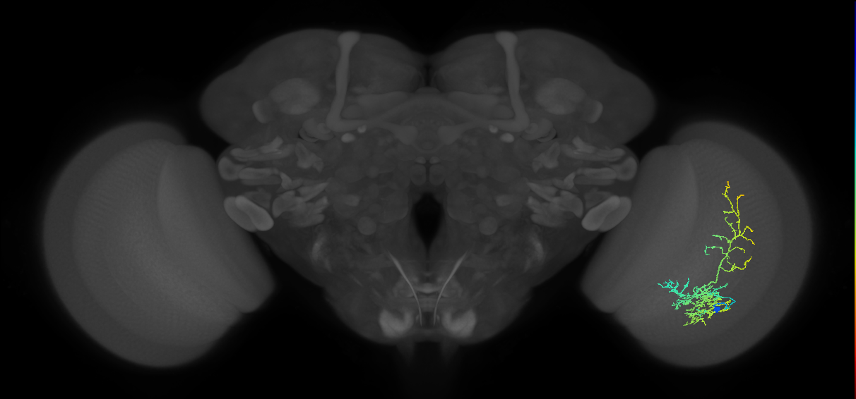 Cm8_R (JRC_OpticLobe:30756)