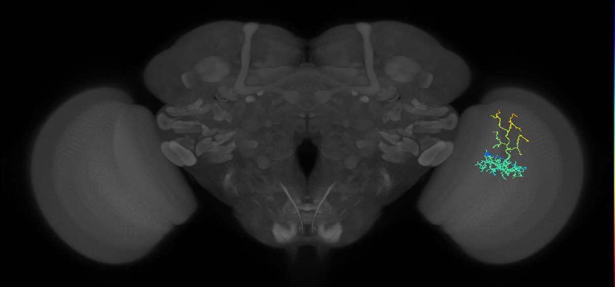 Cm8_R (JRC_OpticLobe:50559)