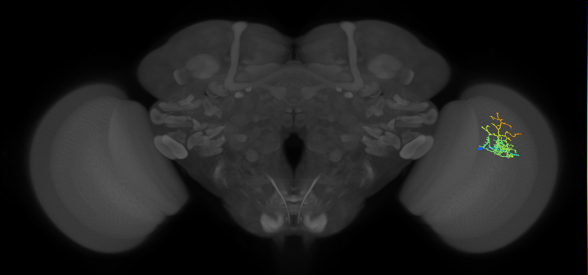 Cm8_R (JRC_OpticLobe:54971)