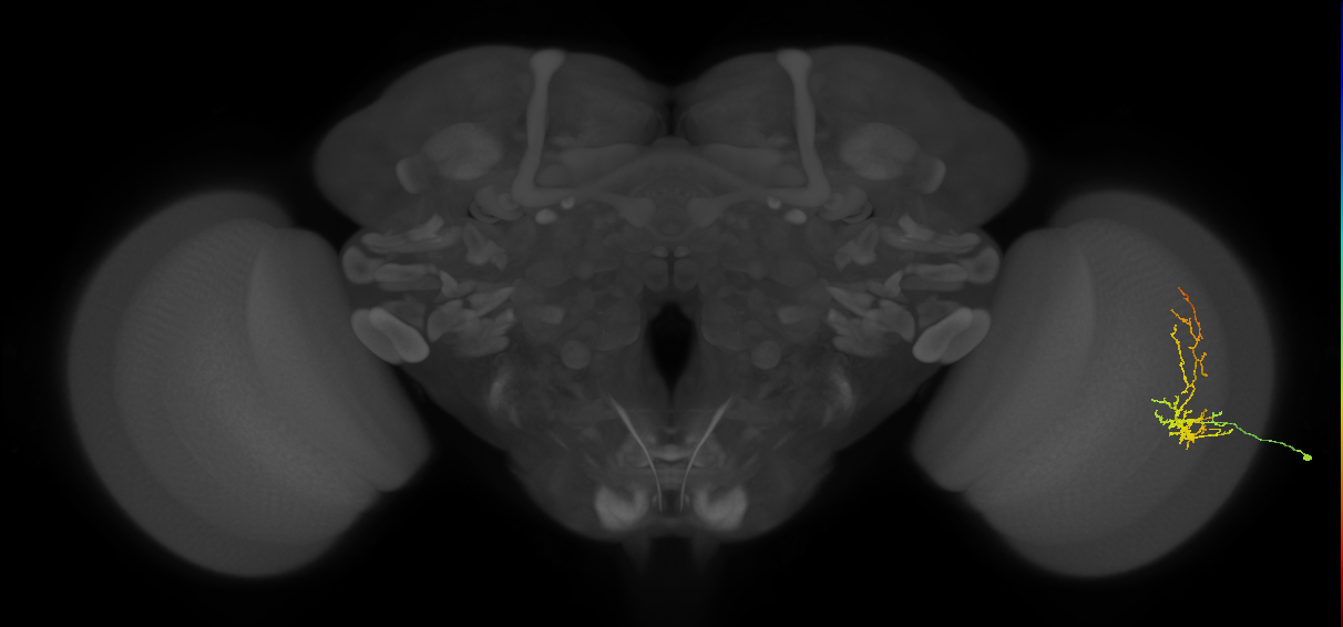 Cm8_R (JRC_OpticLobe:51123)