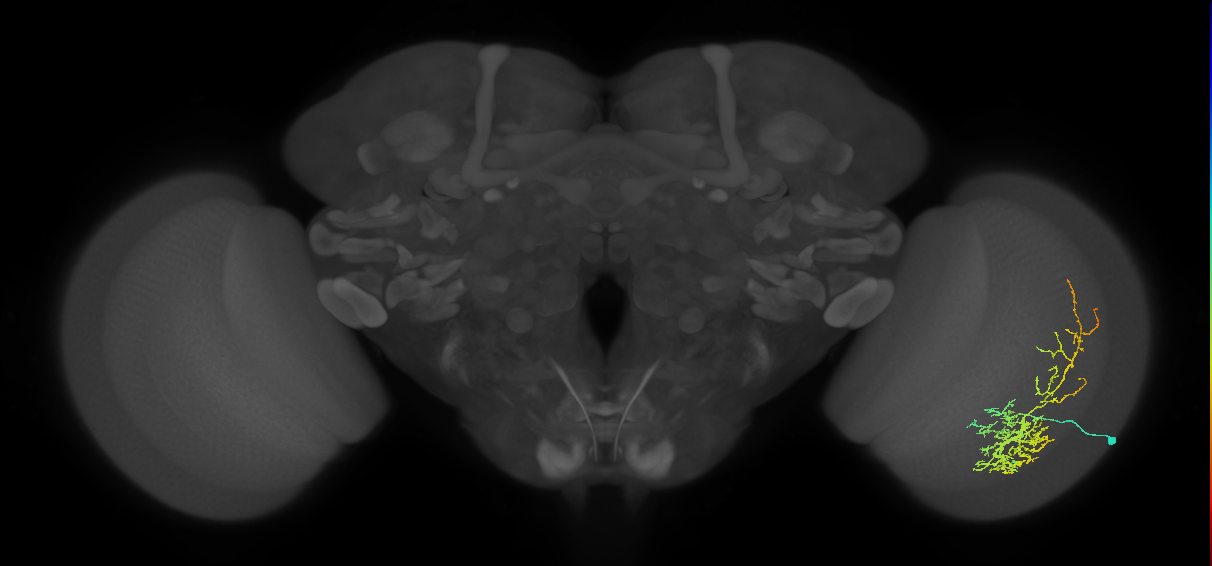 Cm8_R (JRC_OpticLobe:29094)